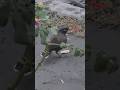 Birds enjoying the super cool winter season ❄️🐦+cat #winterbirds #cat #trending #animals #viralshort