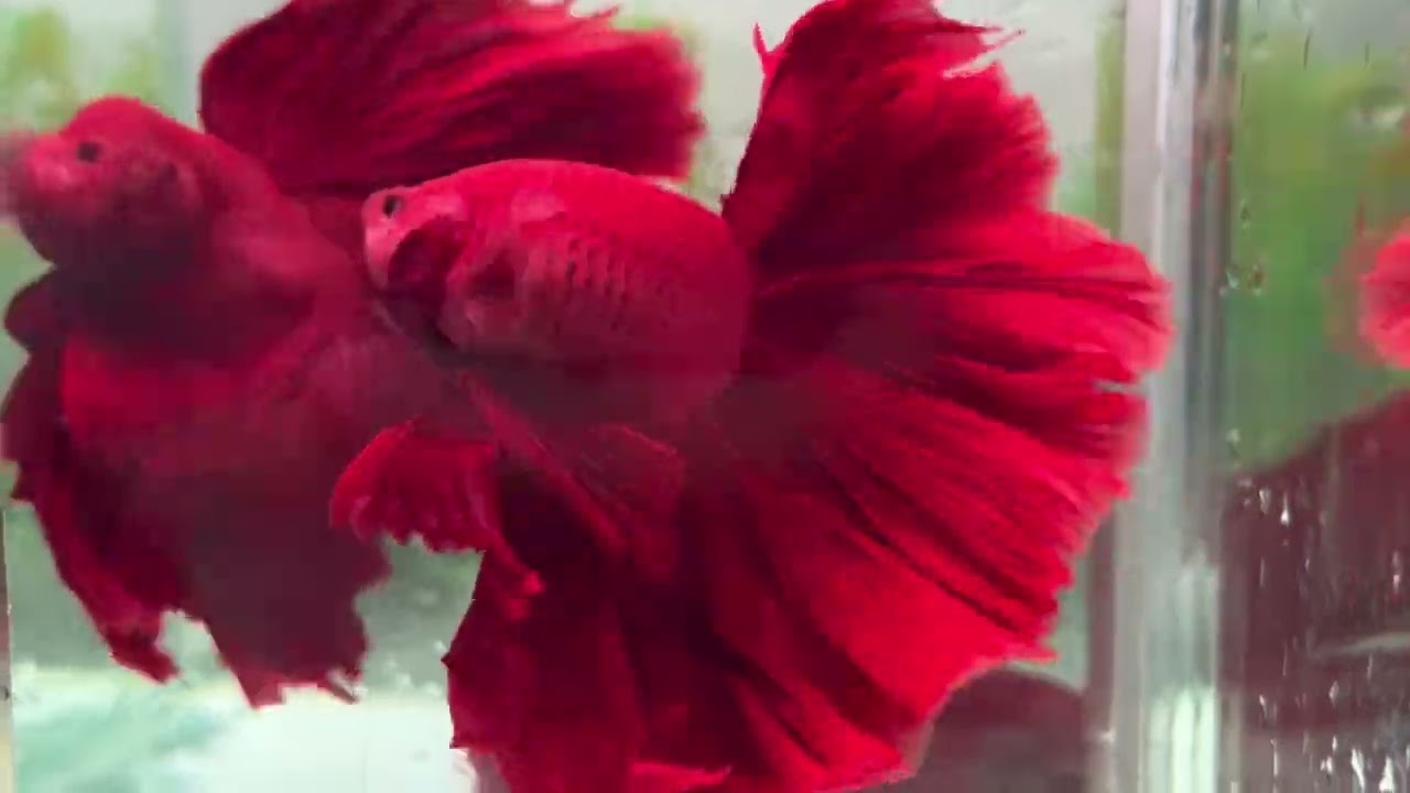 🌈 The Most Beautiful Color Betta Fish Ever! 🐠 | Stunning Betta Colors & Relaxing Aquarium Video