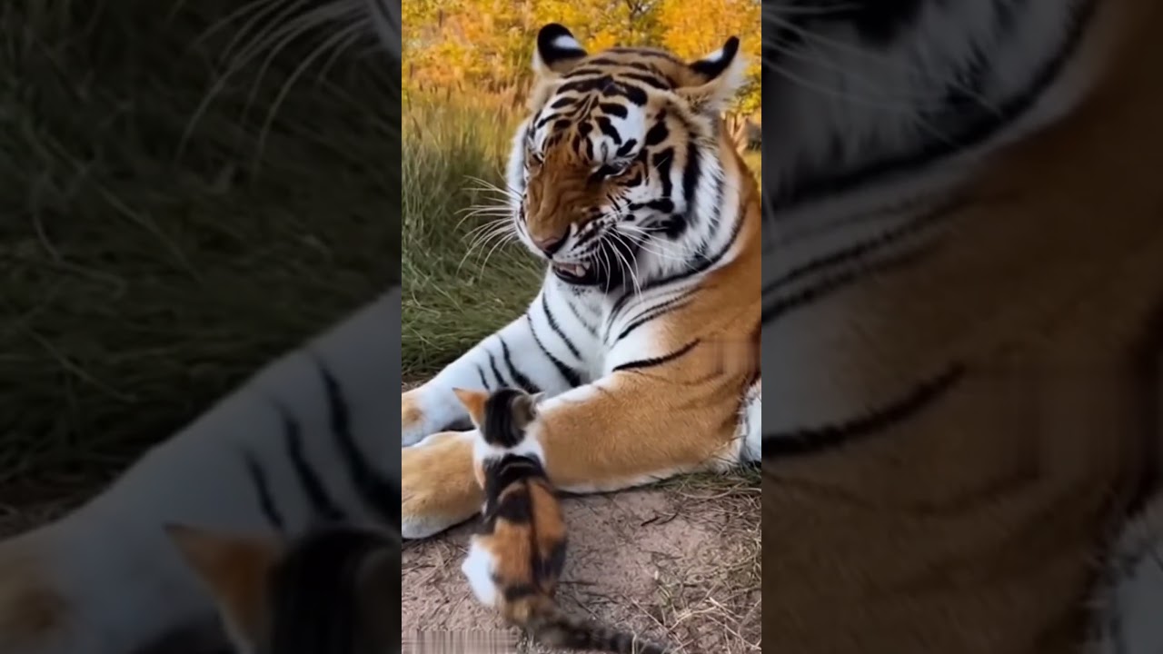 Spotted Cat vs. Tiger: The Ultimate Big Cat Showdown
