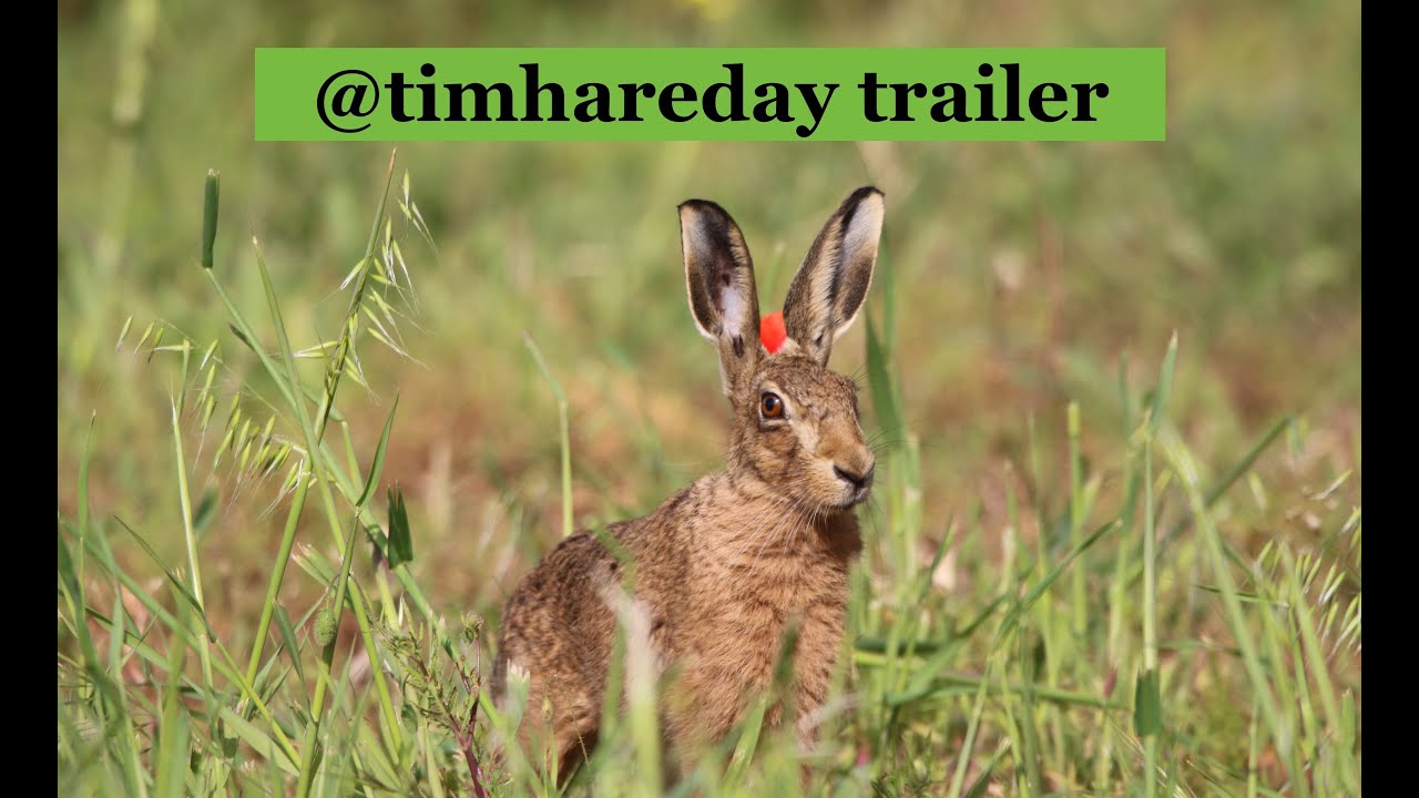 @timhareday Trailer