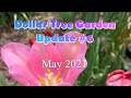 Success in the Dollar Tree Garden! May 2021 Garden Tour