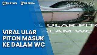 Viral Video Detik-detik Ular Piton Besar Masuk ke Dalam Lubang WC, Ada Teriakan Terdengar
