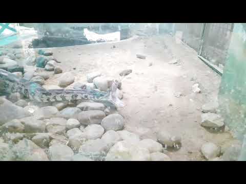 Snake yawning at Lucknow Zoo | Yawning snake 🐍🐍🐍