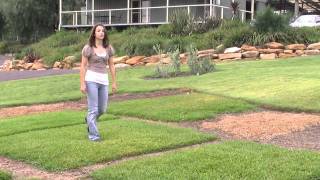 Palmetto Soft Leaf Buffalo Turf | The Low Maintenance Lawn screenshot 2