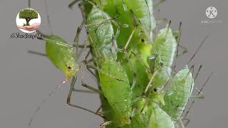 التخلص من حشره المن بثلاث طرق سهلة | Getting rid of aphids easily