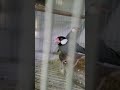 عصفور جاوة المعروف أيض ا باسم رزاز أو شرشور بنغالي
