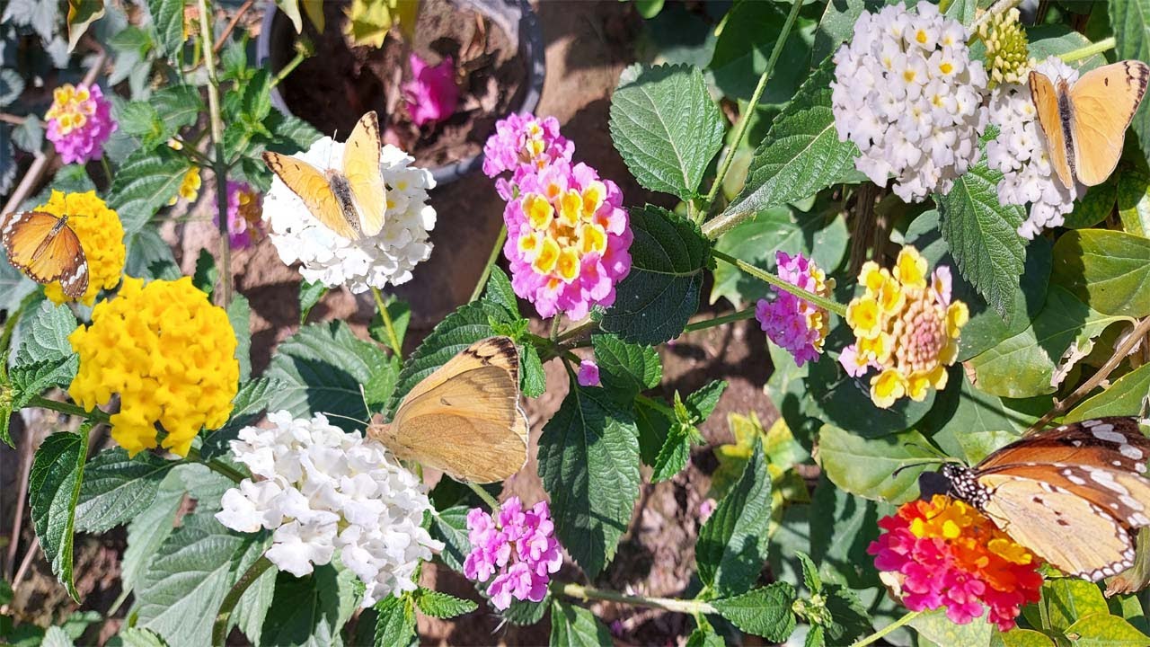 طريقة زراعة المينا ام كلثوم لانتانا كمارا من البذور والعقل والعناية بها
