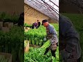 Celery Harvest fresh  vegetables from farm #short #satisfying