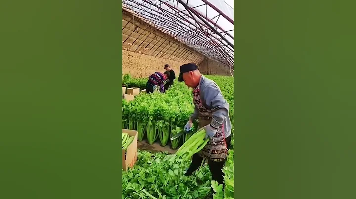 Celery Harvest fresh  vegetables from farm #short #satisfying - DayDayNews