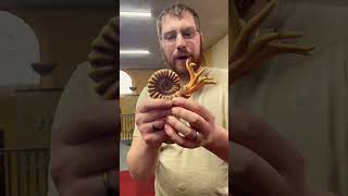 What Did Ammonites Look Like? #creation #viral #fossil