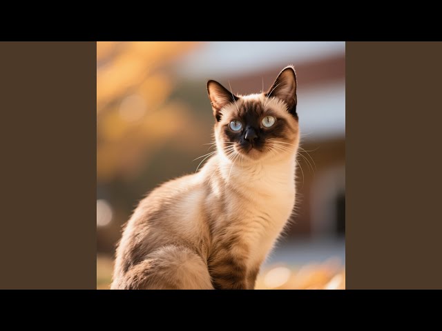 猫の美しさ