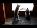 Кошка мышка и котята
