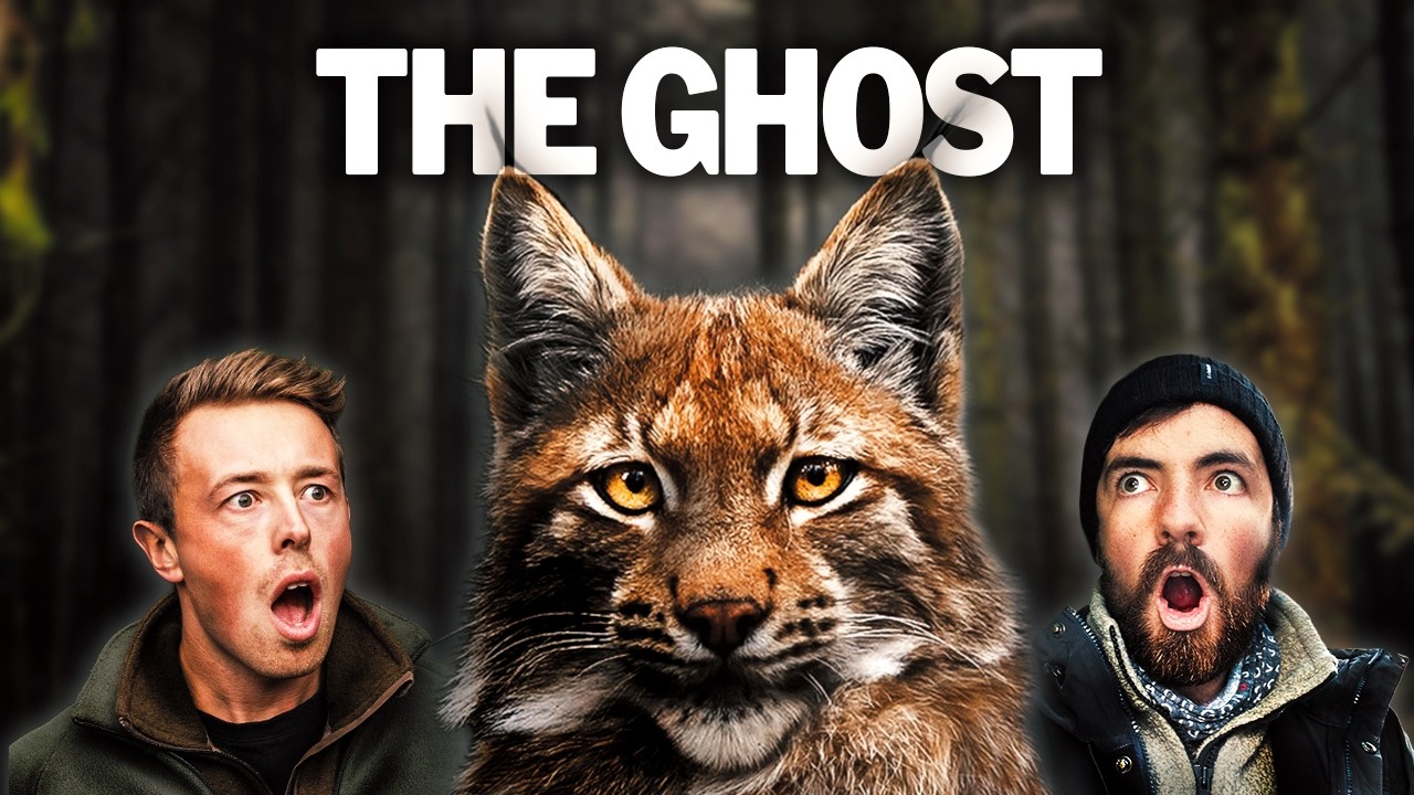 Searching for the Lynx | Wildlife Documentary