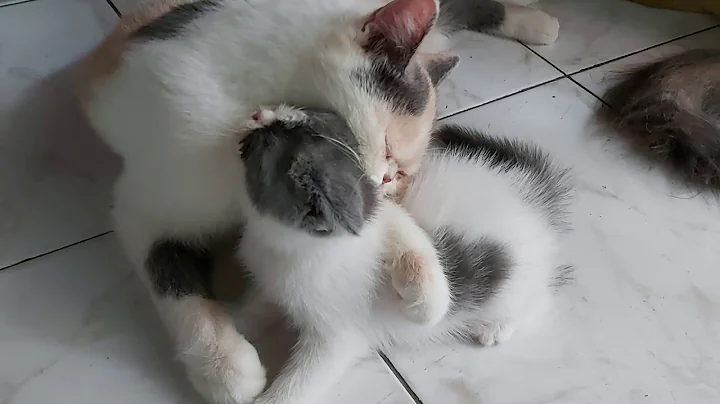 Watch the video about Persia peaknoes exotic shorthair calico delute