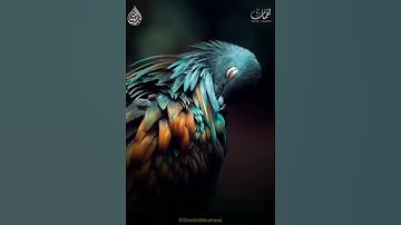 من سورة لقمان للقارئ محمد صديق المنشاوي رحمه الله