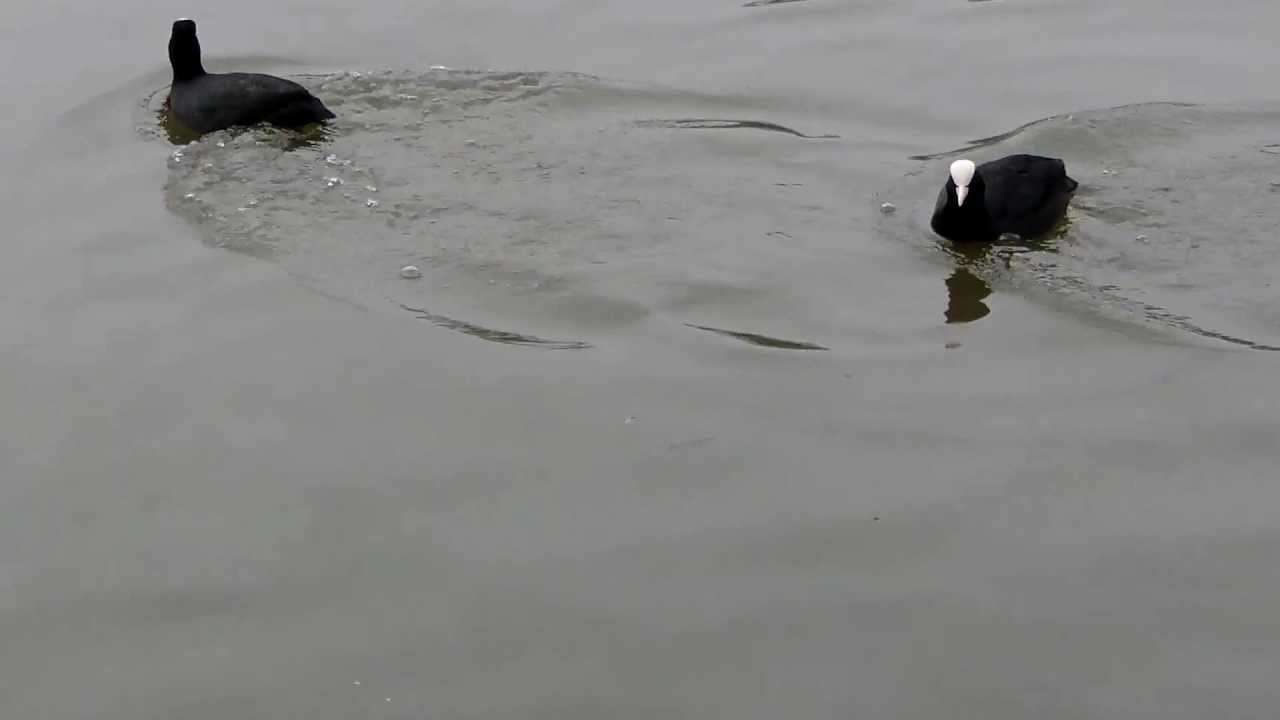 Coots (UK Lake Birds)