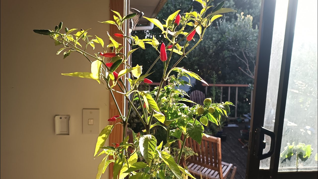 #videos#fruits#vegetables#chillies @kapcoastsunsetcliviaseascapes