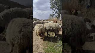 Yeter Artık Çektiğim - Abdullah Papur