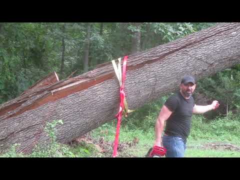 Gigantic Oak Blow Down Take 1882 Look At The Size Of It
