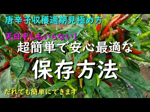 家庭菜園だからやってほしい天日干しはもうしない！唐辛子収穫適期の