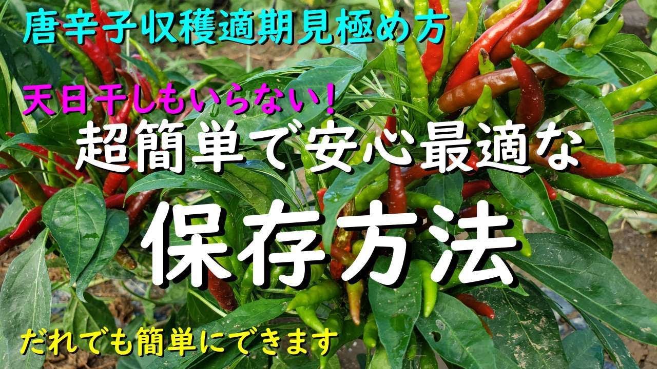家庭菜園だからやってほしい天日干しはもうしない！唐辛子収穫適期の