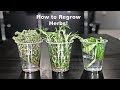 How to Regrow Herbs!