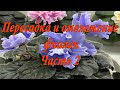 Пересадка и омоложение фиалок. Часть 2.