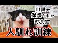 威嚇・警戒しまくる元野良猫が人馴れ訓練によって家猫に近付く様子