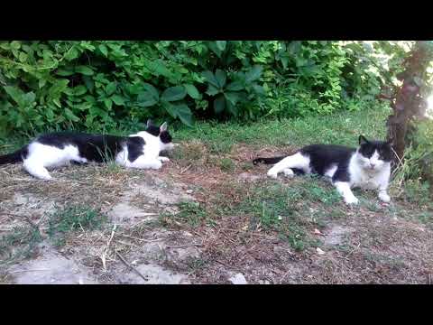 Video: Upoznavanje Dok Se Hranite Zdravo - Vi I Vaša Mačka
