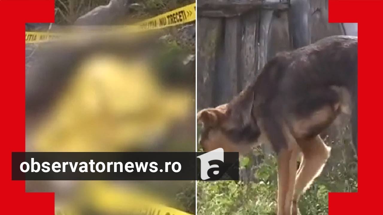 Băiețelul de 3 ani, sfâşiat de o haită de maidanezi în Mărăşeşti, plecase de acasă fără să anunţe