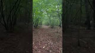 20 Wooded Acres for Sale | 403 W. Wackerly Rd | Sanford, MI