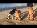 Online Dog Training | FREE Dog Training Videos Online Dog Training | FREE Dog Training Videos