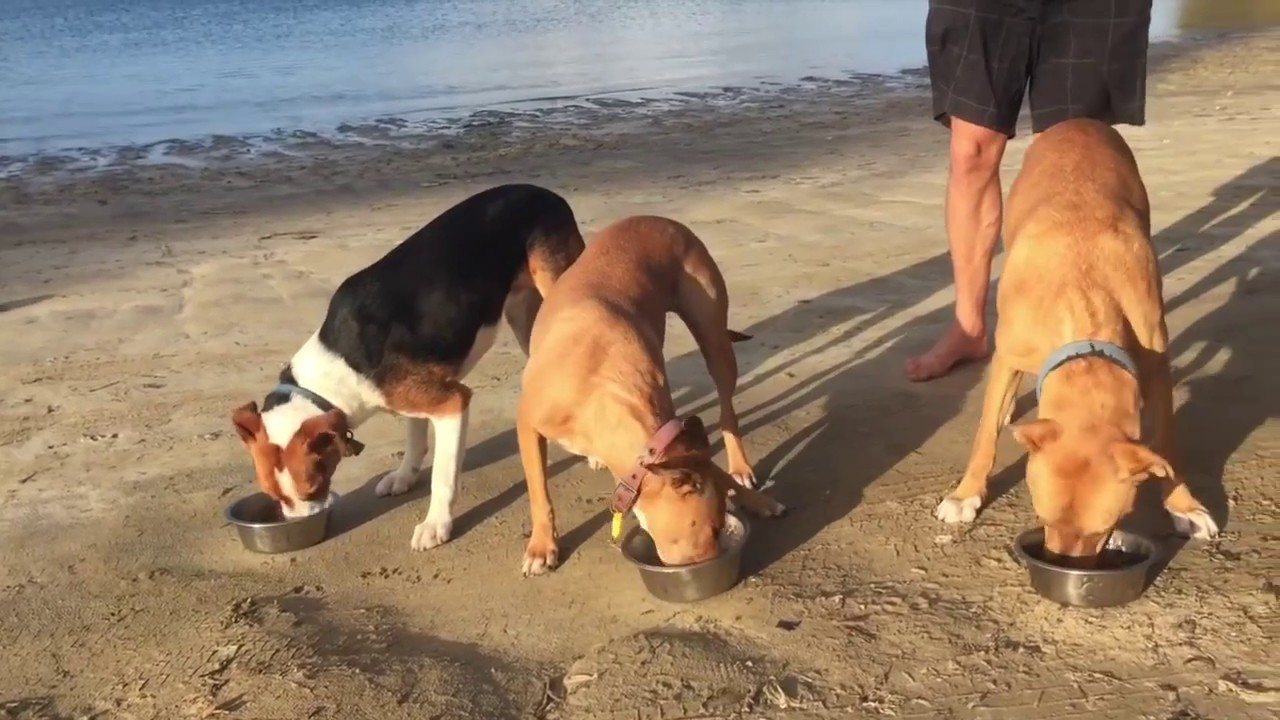 Best Free Online Dog Training Course Best Free Online Dog Training Course