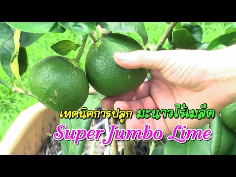 เทคนิคการปลูกมะนาวไร้เมล็ด ซุปเปอร์จัมโบ้ไลม์ : (Super Jumbo Lime)