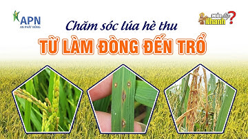APN - CHĂM SÓC LÚA TỪ LÀM ĐÒNG ĐẾN TRỔ | HỎI ĐÁP NHANH