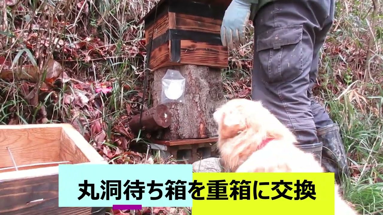 丸洞待箱を重箱巣門箱に交換 - YouTube