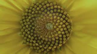 Cimática - La vibración como principio del Universo Visible