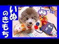 【いぬのきもち】愛犬にプレゼントが届きました!!【知育玩具】(トイプードルのTorte channel)