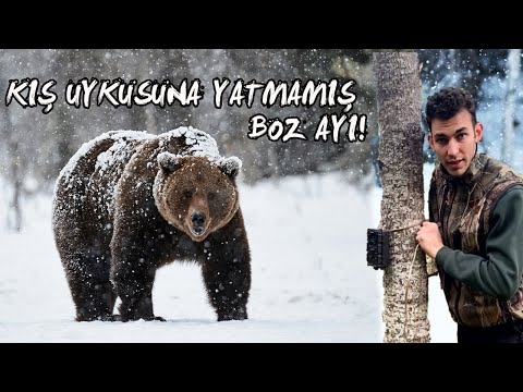 Video: Kış Uykusunda Olan Ayılar İnsanları Kurtarmaya Yardımcı Olabilir