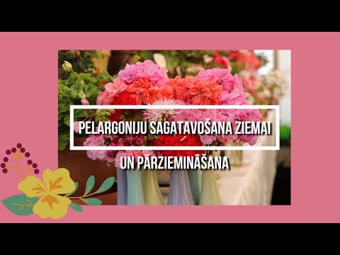 Video: Kā Sagatavot Brūklenes Ziemai