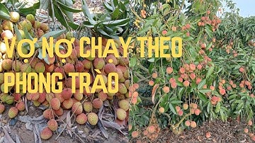 Vỡ Nợ -Vườn Vải U Hồng Chín Rộ, Giá Rớt Thảm. #VảiUHồng #GiảiCứuNôngSản #VảiChínRộ