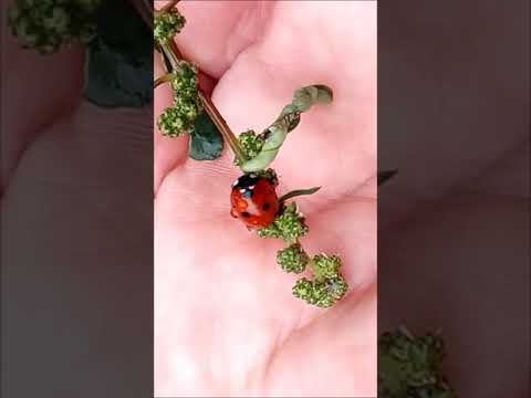 Vídeo: Insecte útil. Marieta, escarabat de terra, abella, crispa. Defensors del jardí