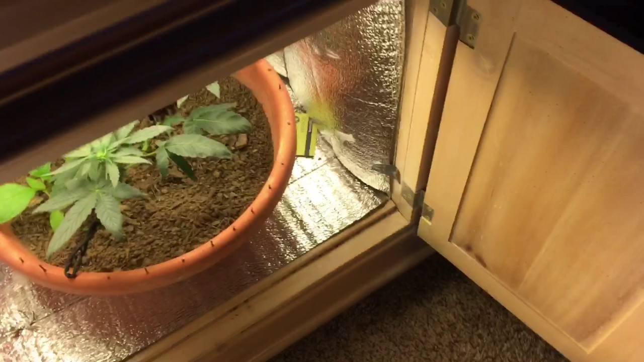 CFL stealth grow (skywalker og) 2017