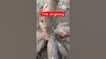 Rahasia tanam singkong stek berdiri agar berbuah banyak #tutorialviral #singkong #buahlebat #shorts