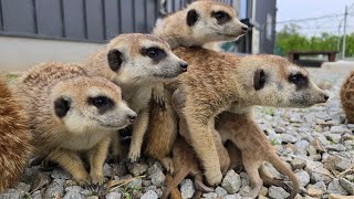 meerkat last babies