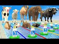 Dont choose the wrong milk with mystery pool challenge elephant cow sheep camel buffalo animal