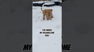 Fur babies n’ snow…️️ #puppy #golden #snow #cute