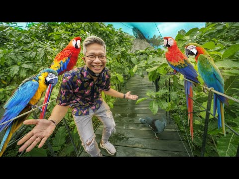 Video: Penerangan dan foto Taman Burung (Taman Burung Bali) - Indonesia: Pulau Bali