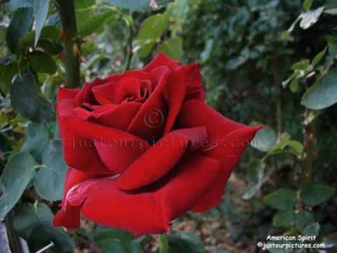 Gagik Aleksanian / ვარდს მოგიტან უბეში  / GEO