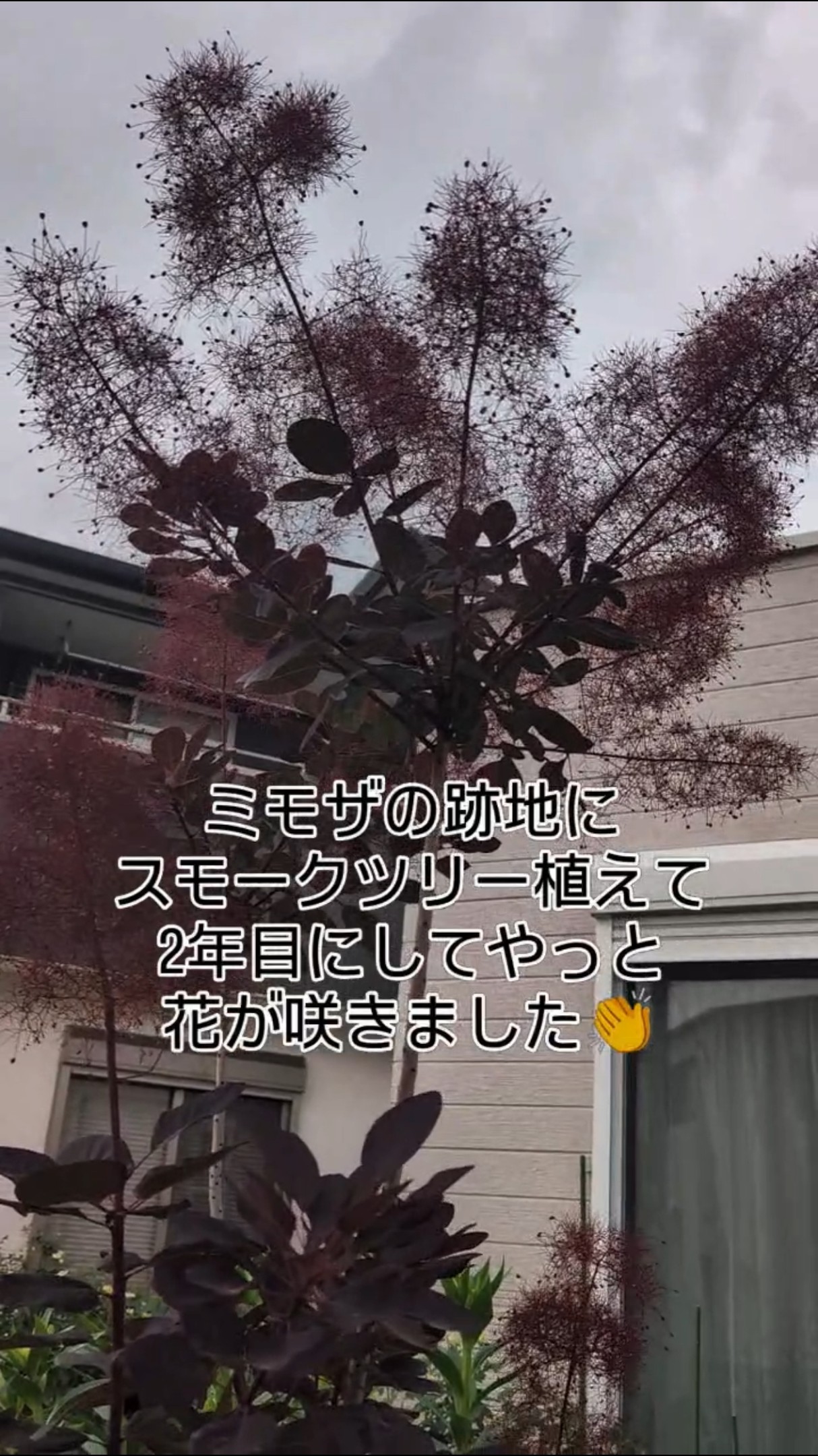 スモークツリー開花 - YouTube